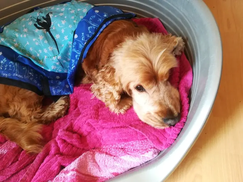 Andachtsbild von Petra