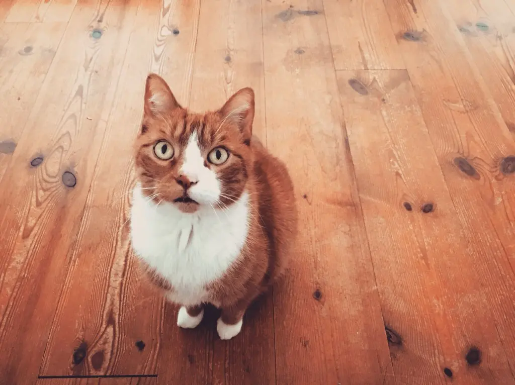 Image from Cookie