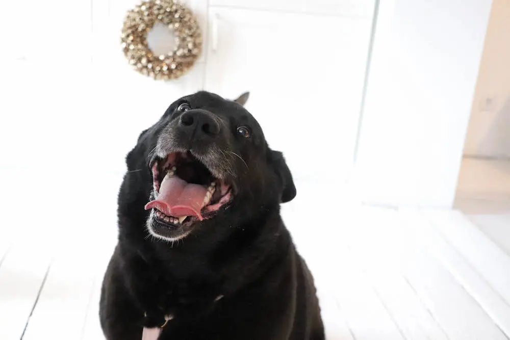 Image from Rugó
