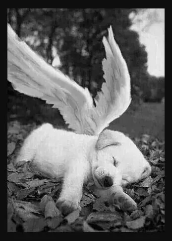 Condolence image of Sabine mit Luna & Milo tief im Herzen 