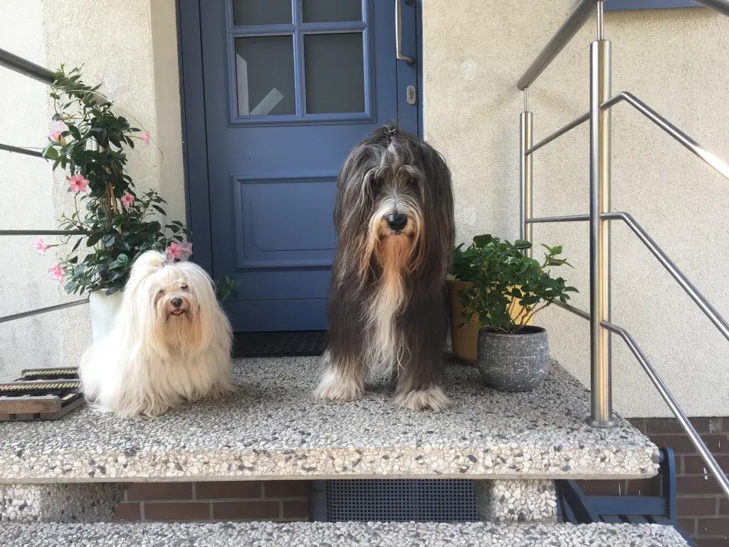 Image from Irma