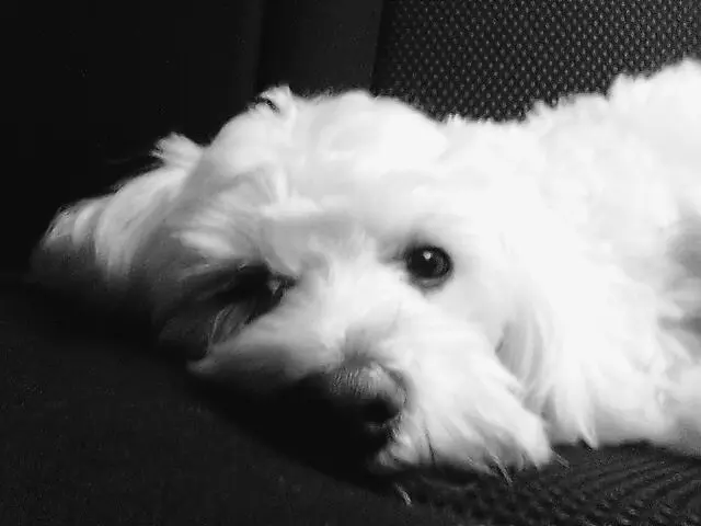 Image from Snoopy