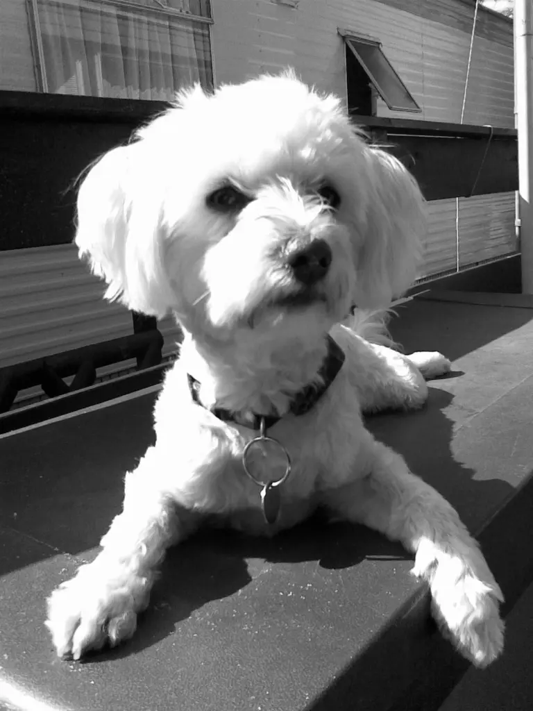 Image from Snoopy