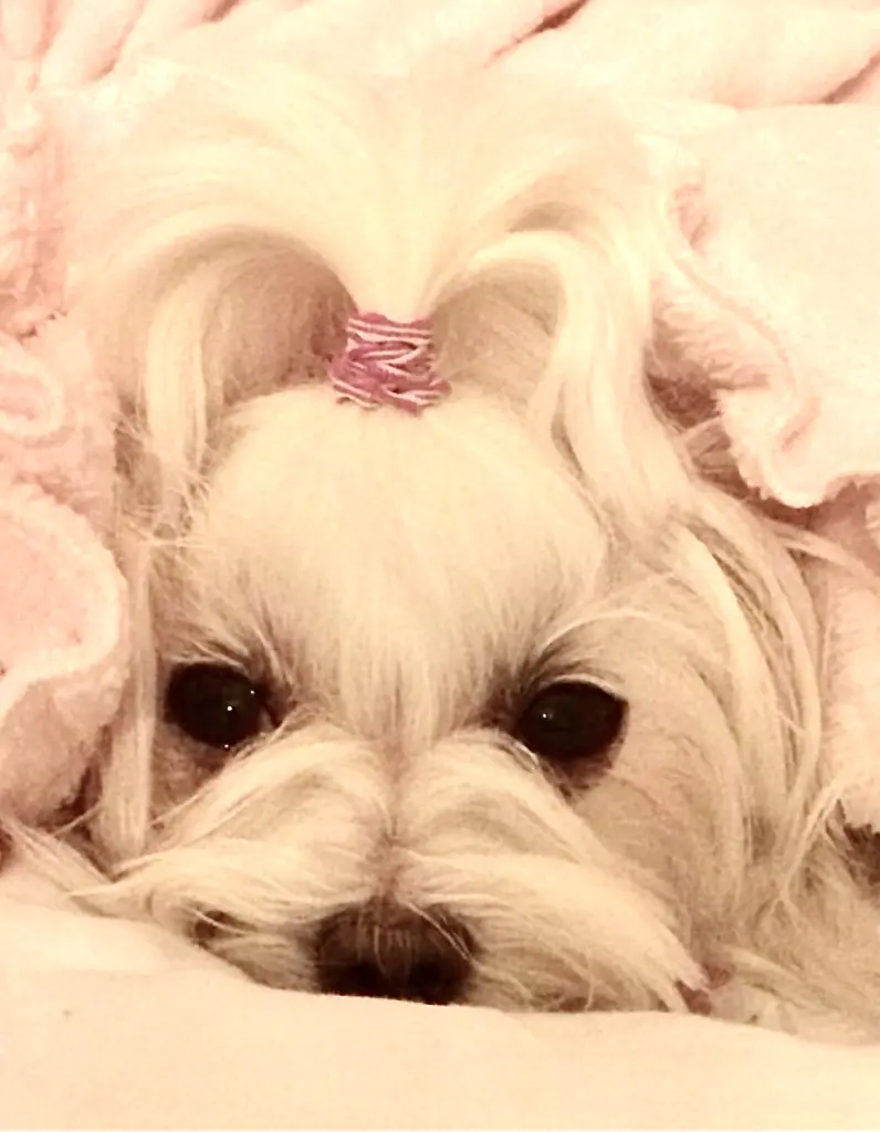 Image from Jolie