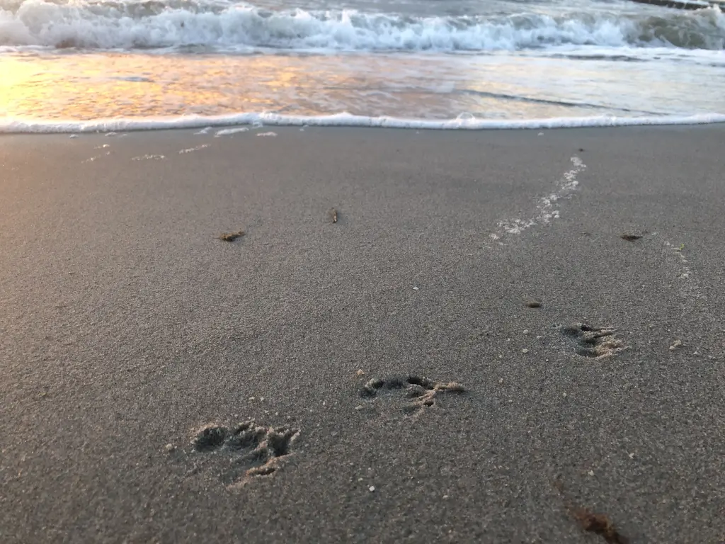 Image from Robbie