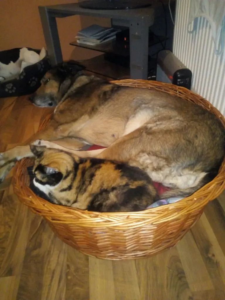 Image from Milka