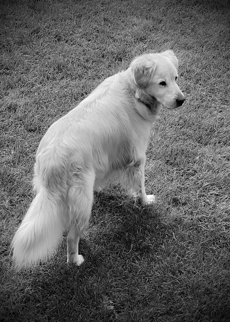 Andachtsbild von Chris  van Hooren 