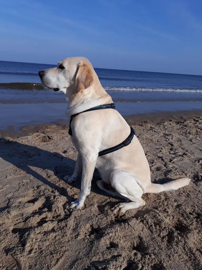 Andachtsbild von Andrea