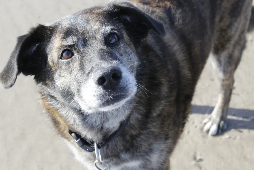 Andachtsbild von Corinna