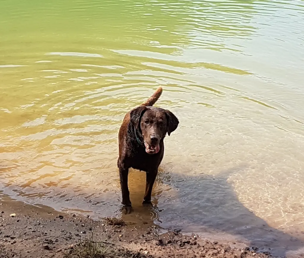 Andachtsbild von Silvana 