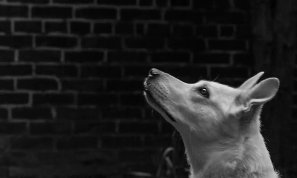 Andachtsbild von Steffi