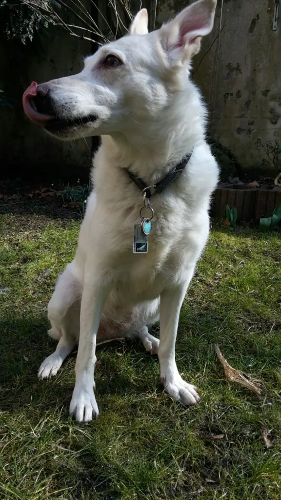 Andachtsbild von Gaga