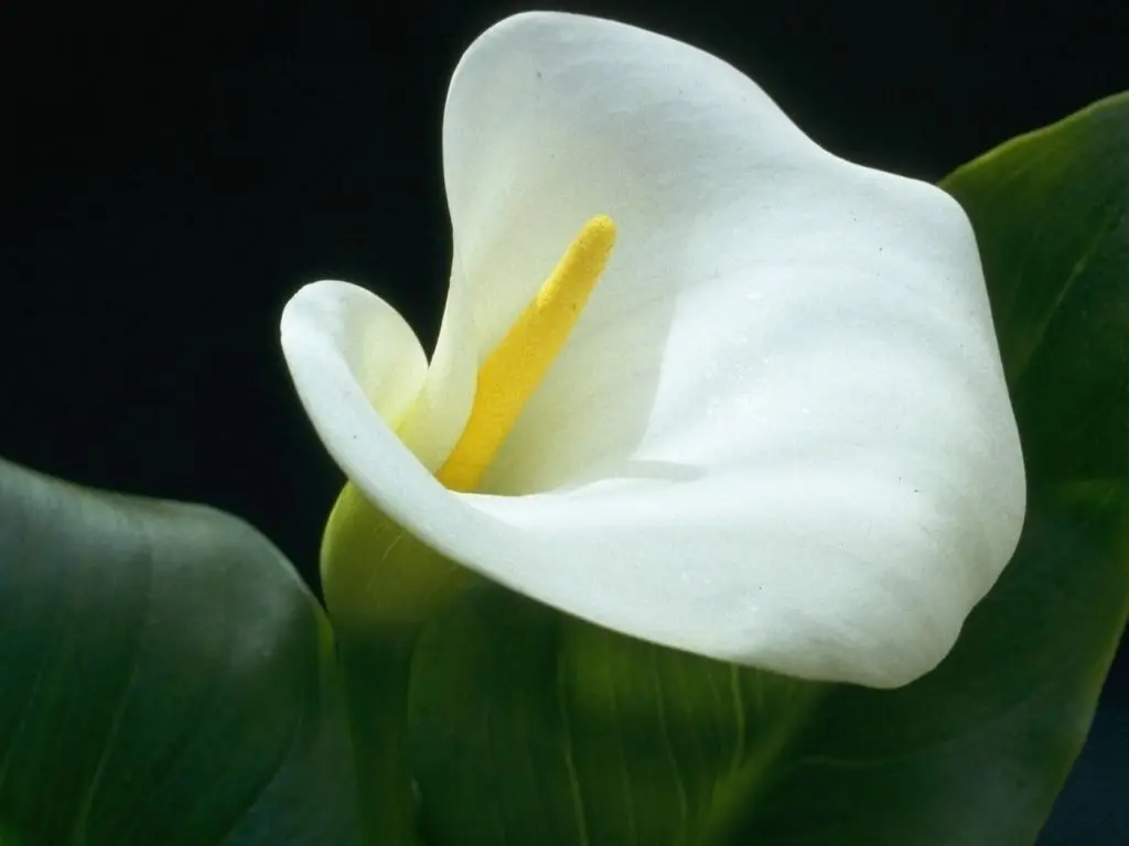 Andachtsbild von Alexandria Bock