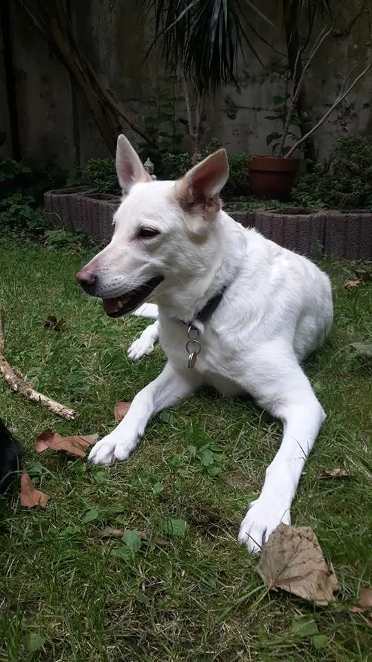 Andachtsbild von Alexandria