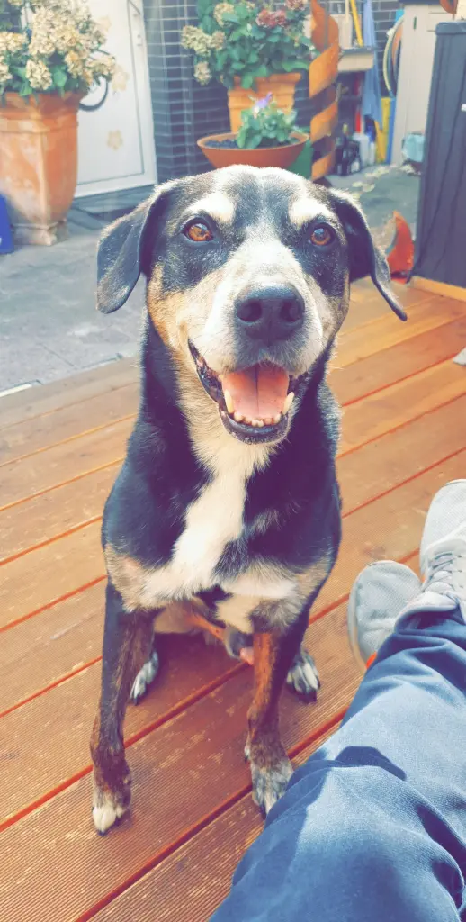 Image from Balou