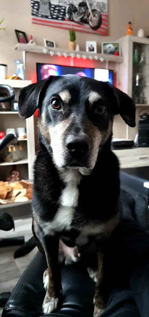 Image from Balou