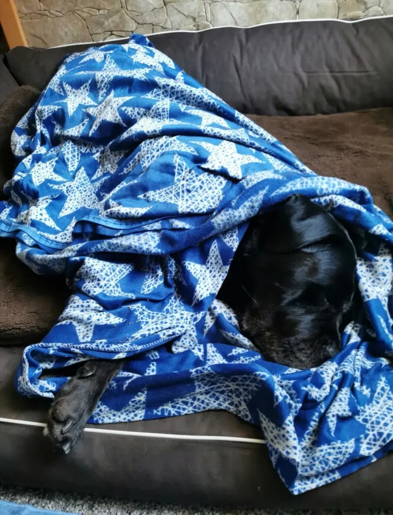 Image from Stella