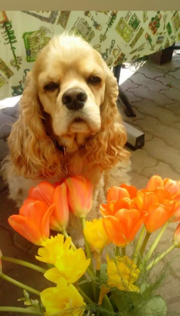 Condolence image of Hundemutti Jeannette