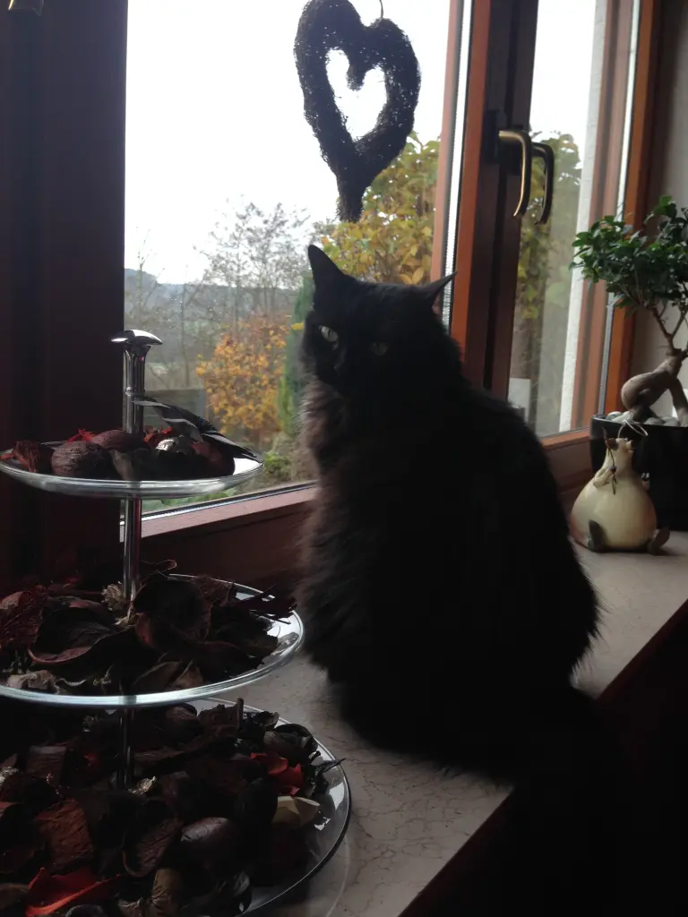 Image from Paula