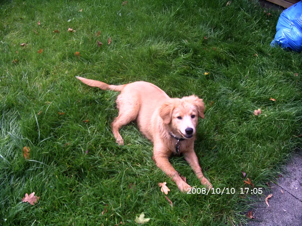 Image from Puppy