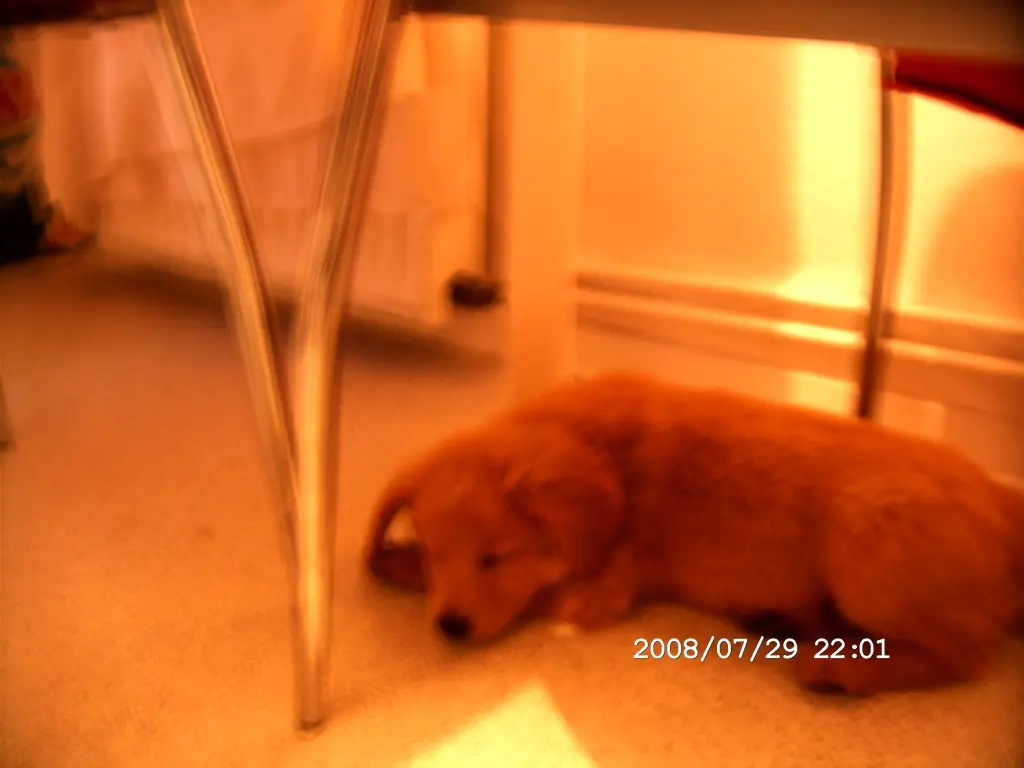 Image from Puppy