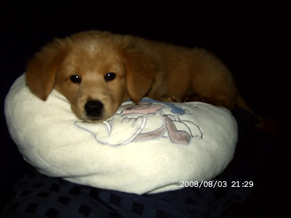 Image from Puppy