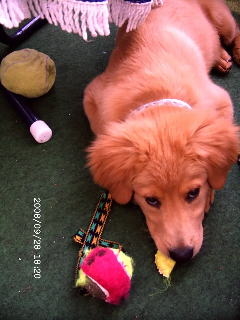 Image from Puppy