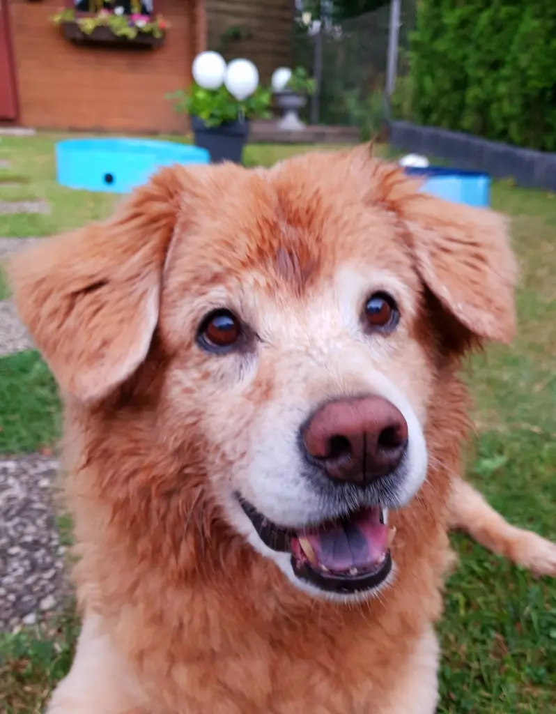 Image from Puppy