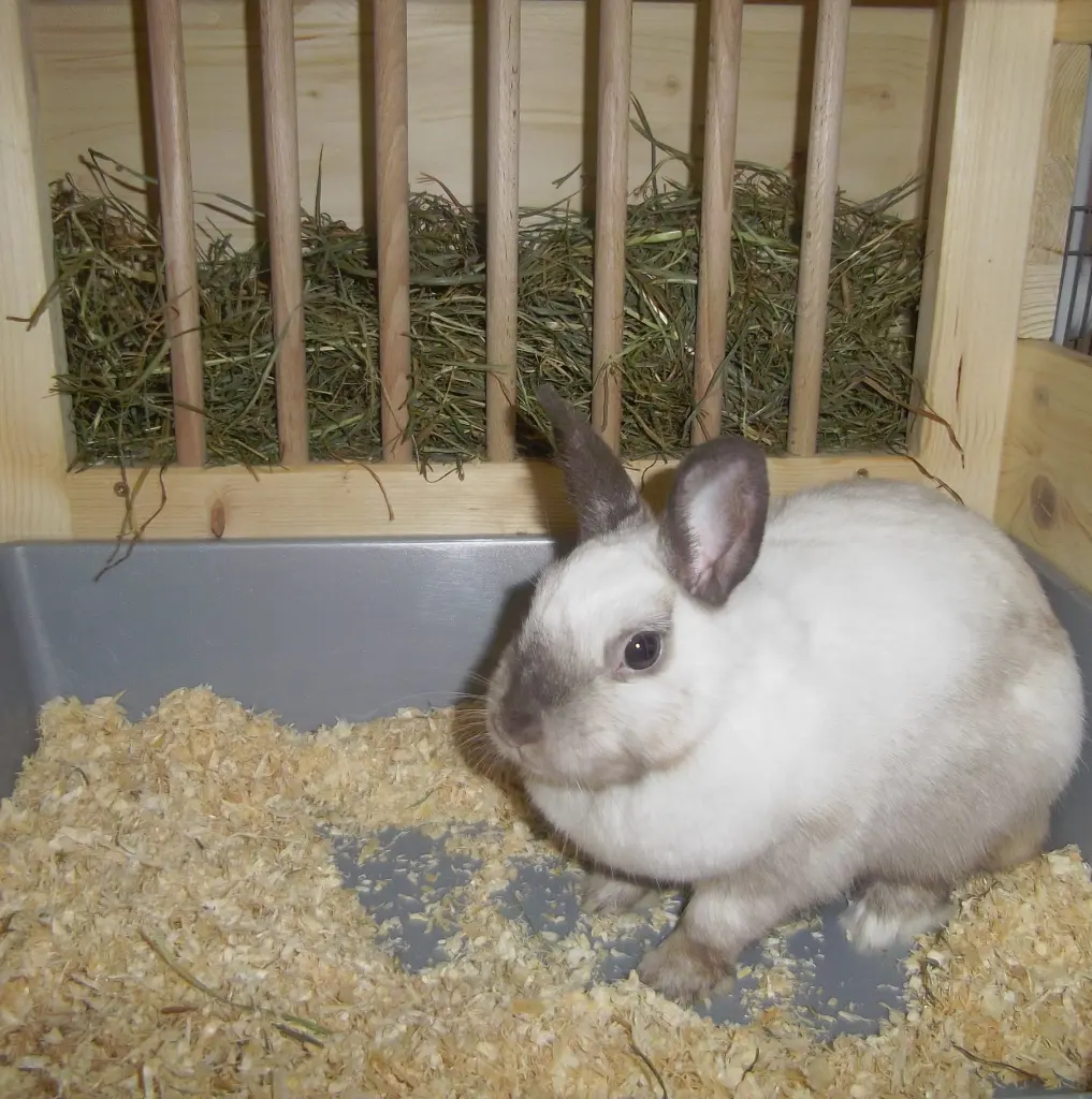 Condolence image of Iris