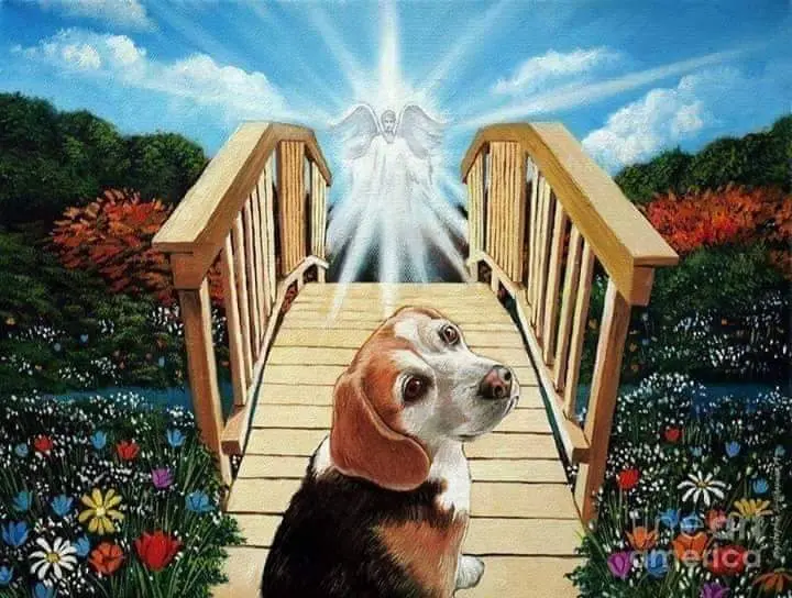 Condolence image of Sabine mit Luna & Milo tief im Herzen 