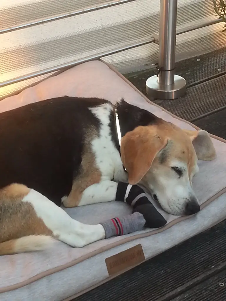 Condolence image of Sabine mit Luna & Milo tief im Herzen 