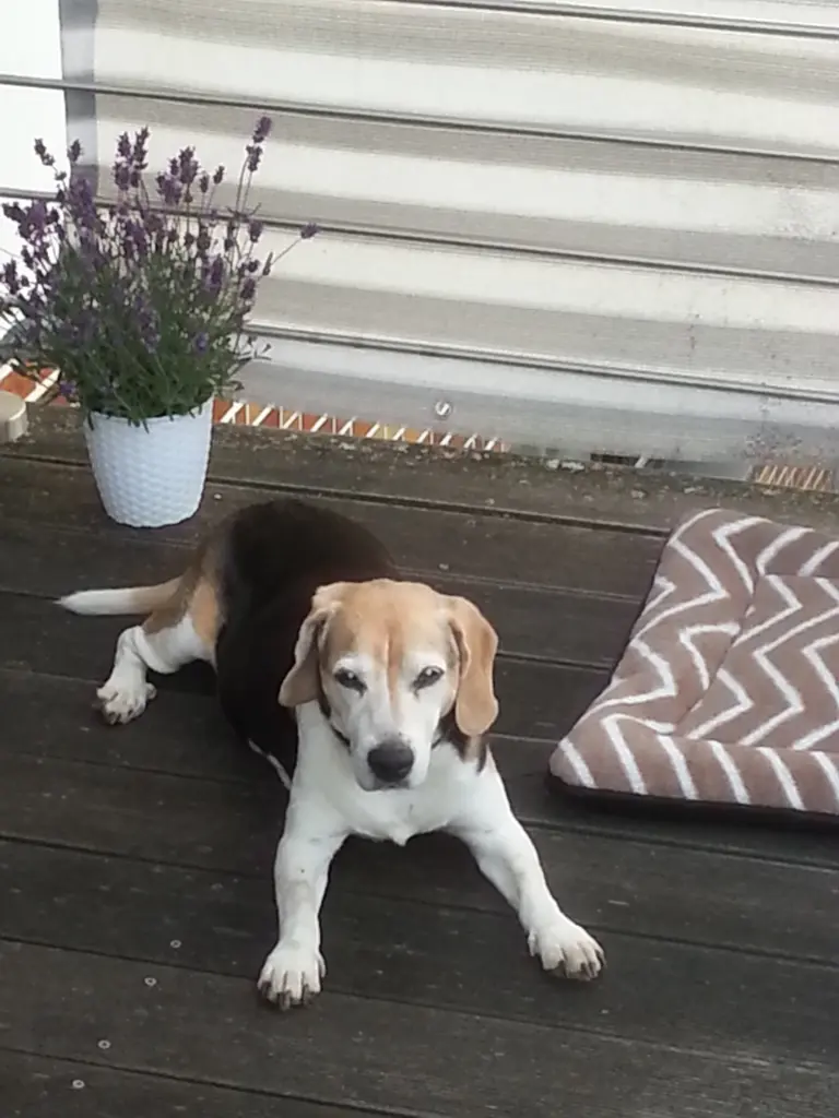 Condolence image of Sabine mit Luna & Milo tief im Herzen 