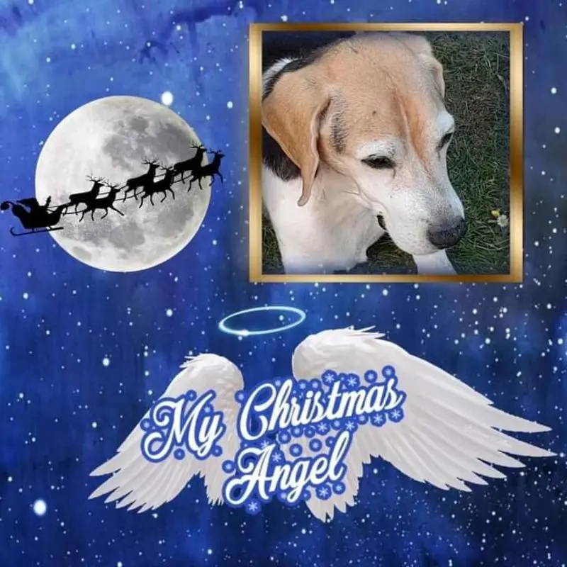 Condolence image of Sabine mit Luna & Milo tief im Herzen 