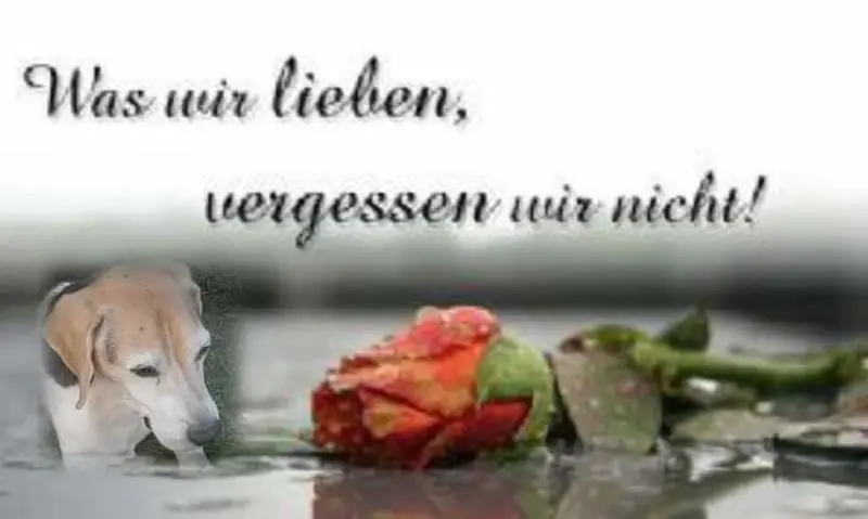 Condolence image of Sabine mit Luna & Milo tief im Herzen 