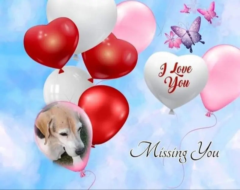 Condolence image of Sabine mit Luna & Milo tief im Herzen 