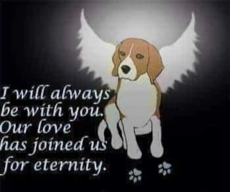 Condolence image of Sabine mit Luna & Milo tief im Herzen