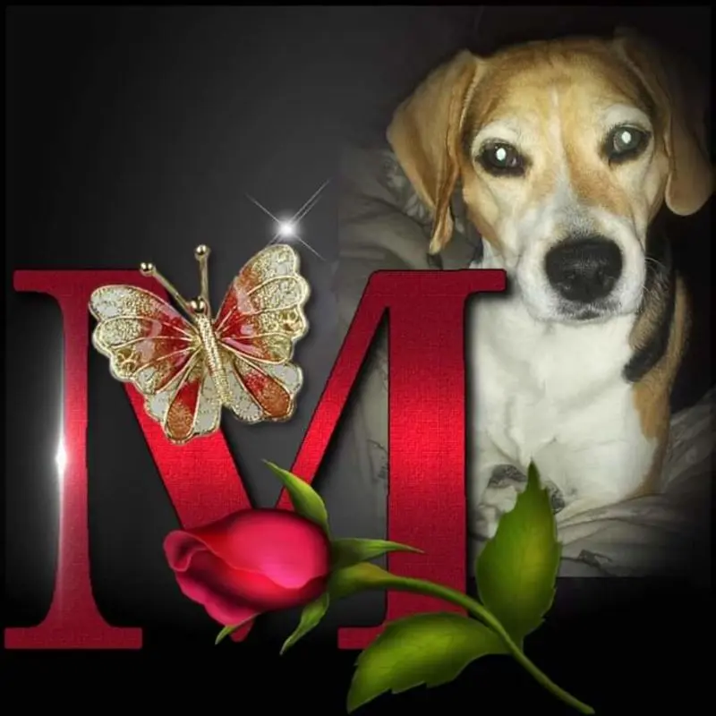 Condolence image of Sabine mit Luna & Milo tief im Herzen