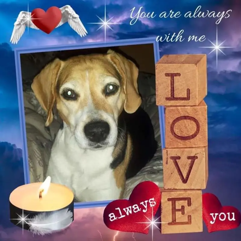 Condolence image of Sabine mit Luna & Milo tief im Herzen