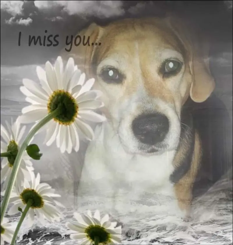 Condolence image of Sabine mit Luna & Milo tief im Herzen