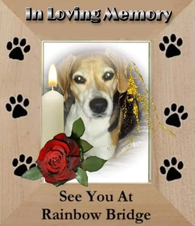 Condolence image of Sabine mit Luna & Milo tief im Herzen