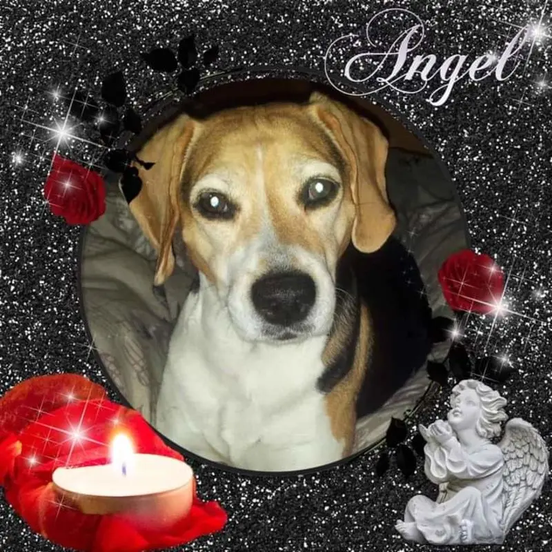 Condolence image of Sabine mit Luna & Milo tief im Herzen 