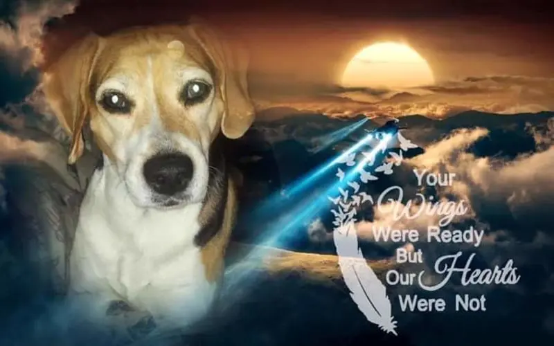 Condolence image of Sabine mit Luna & Milo tief im Herzen 
