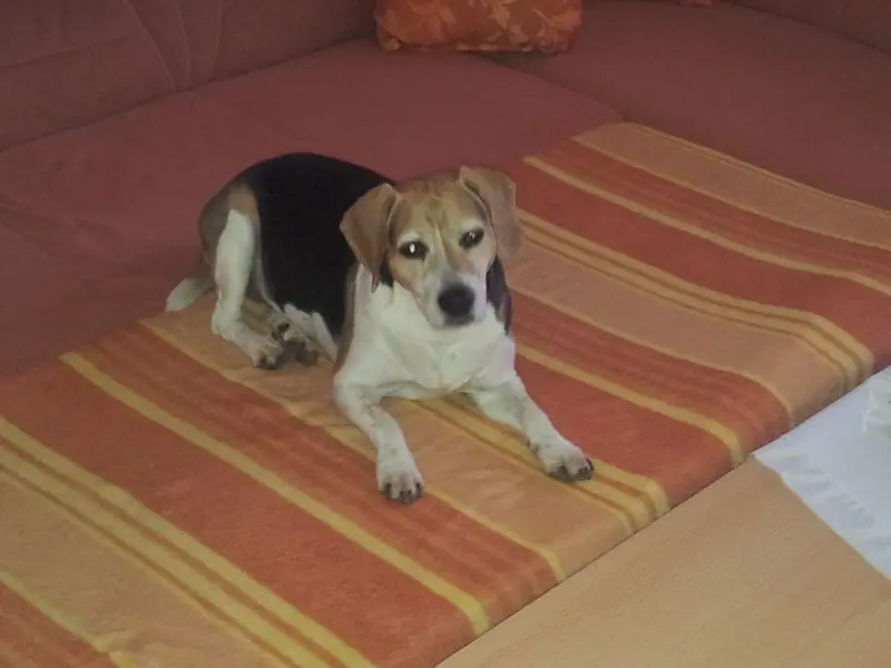 Condolence image of Sabine mit Luna & Milo tief im Herzen