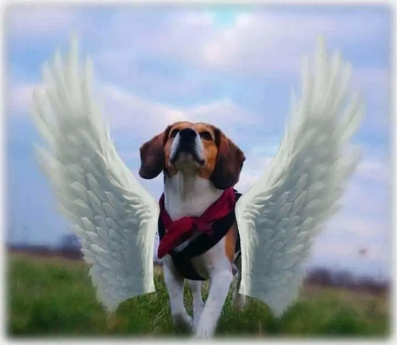 Condolence image of Sabine mit Luna & Milo tief im Herzen
