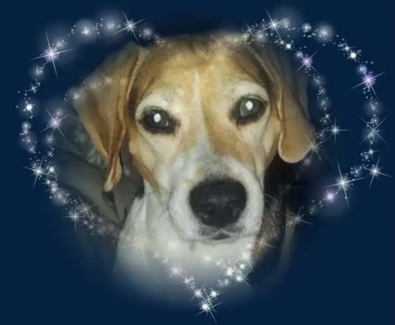 Condolence image of Sabine mit Luna & Milo tief im Herzen