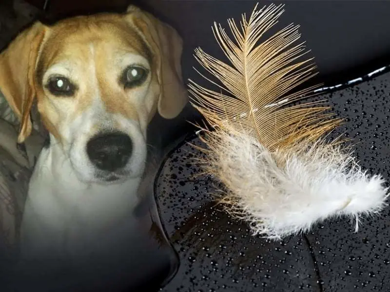 Condolence image of Sabine mit Luna & Milo tief im Herzen