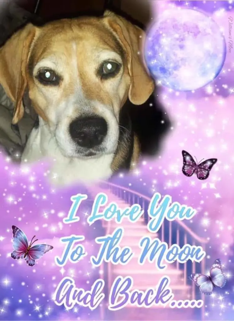 Condolence image of Sabine mit Luna & Milo tief im Herzen