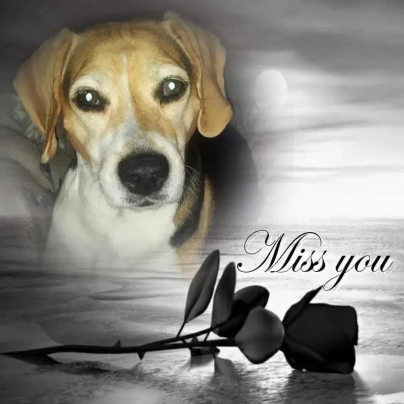Condolence image of ❤ Ich liebe Dich ❤