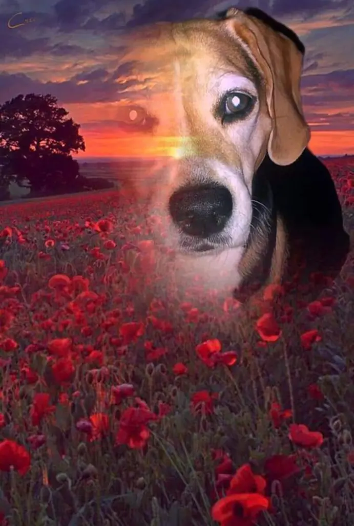 Condolence image of ❤ Ich liebe Dich ❤
