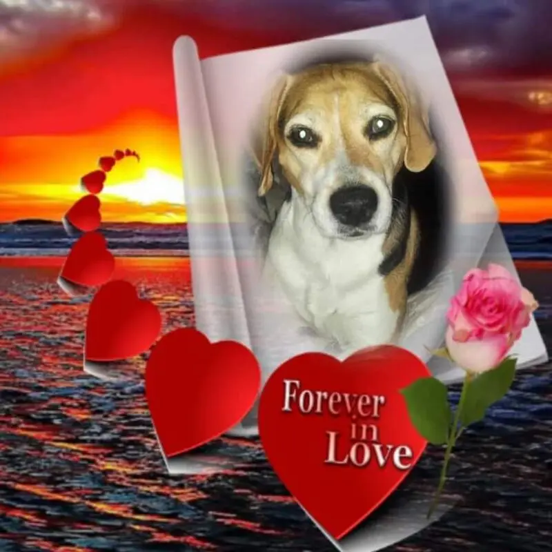 Condolence image of ❤ Ich liebe Dich ❤